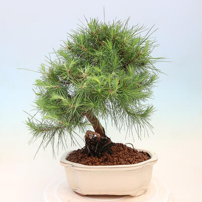 Indoor bonsai-Pinus halepensis-Aleppo pine - 3