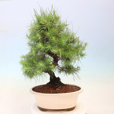 Indoor bonsai-Pinus halepensis-Aleppo pine - 3