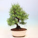 Indoor bonsai-Pinus halepensis-Aleppo pine - 3/4