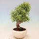 Indoor bonsai - Ficus nerifolia - small-leaved ficus - 3/4