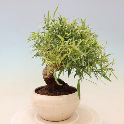 Indoor bonsai - Ficus nerifolia - small-leaved ficus - 3