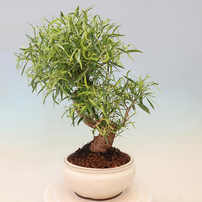 Indoor bonsai - Ficus nerifolia - small-leaved ficus - 3