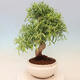 Indoor bonsai - Ficus nerifolia - small-leaved ficus - 3/4