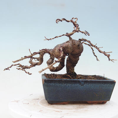 Outdoor bonsai -Larix decidua - Larch - 3