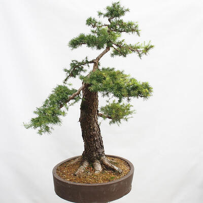 Outdoor bonsai Deciduous larch Larix decidua - 3