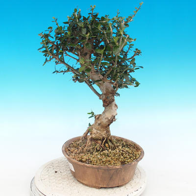 Indoor bonsai - Olea europaea sylvestris -Oliva european tiny - 3