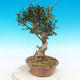 Indoor bonsai - Olea europaea sylvestris -Oliva european tiny - 3/5