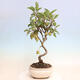 Outdoor bonsai -Malus Halliana - fruited apple - 3/7