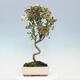 Outdoor bonsai -Malus Halliana - fruited apple - 3/5