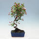 Outdoor bonsai -Malus Halliana - fruited apple - 3/5