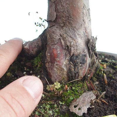 Outdoor bonsai - Taxus bacata - Red yew - 3
