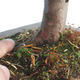 Outdoor bonsai - Taxus bacata - Red yew - 3/3