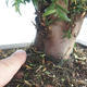 Outdoor bonsai - Taxus bacata - Red yew - 3/3