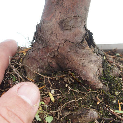 Outdoor bonsai - Taxus bacata - Red yew - 3