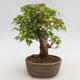 Outdoor bonsai - Buergerianum Maple - Burger Maple - 3/6