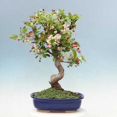 Outdoor bonsai -Malus Halliana - fruited apple - 3
