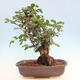 Room bonsai - Rohovnik obecny, svatojansky bread-Ceratonia sp. - 3/5
