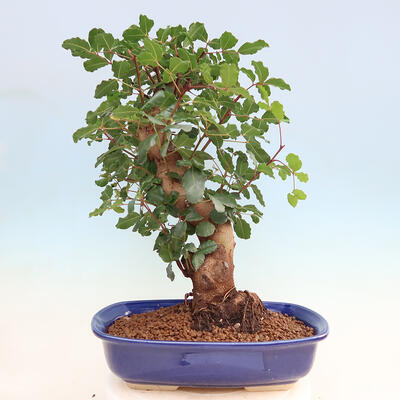 Room bonsai - Rohovnik obecny, svatojansky bread-Ceratonia sp. - 3