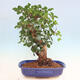 Room bonsai - Rohovnik obecny, svatojansky bread-Ceratonia sp. - 3/5
