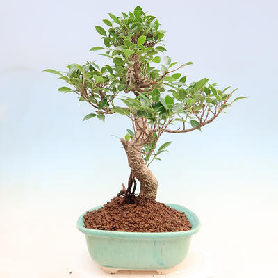 Indoor bonsai - Ficus kimmen - small-leaved ficus - 3