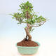 Indoor bonsai - Ficus kimmen - small-leaved ficus - 3/5