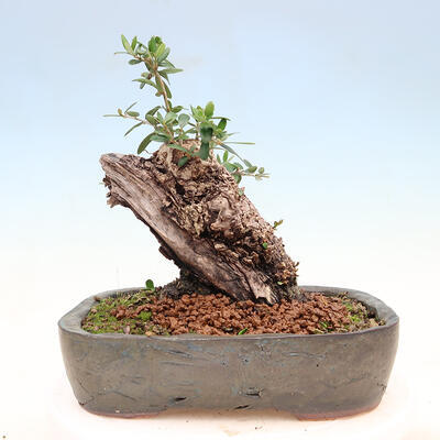 Indoor bonsai - Olea europaea sylvestris - Small-leaved European olive - 3