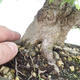 Outdoor bonsai -Carpinus CARPINOIDES - Korean Hornbeam - 3/3