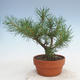 Outdoor bonsai - Pinus Sylvestris - Scots pine - 3/3