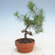 Outdoor bonsai - Pinus Sylvestris - Scots pine - 3/3