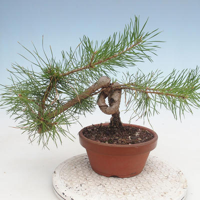 Outdoor bonsai - Pinus Sylvestris - Scots pine - 3