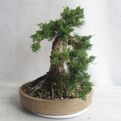 Outdoor bonsai - Juniperus chinensis - Chinese juniper - 3