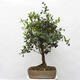 Indoor bonsai - Syzygium - Allspice - 3/6