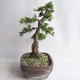 Outdoor bonsai - Juniperus chinensis - Chinese juniper - 3/5