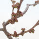 Outdoor bonsai - Chaneomeles japonica - Japanese Quince - 3/4