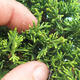 Outdoor bonsai - Juniperus chinensis Itoigawa-Chinese juniper - 3/6