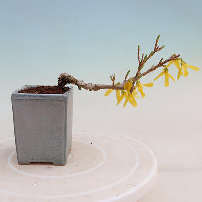 Outdoor bonsai - Zlatice - Forsythia intermedia - 3