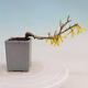 Outdoor bonsai - Zlatice - Forsythia intermedia - 3/4