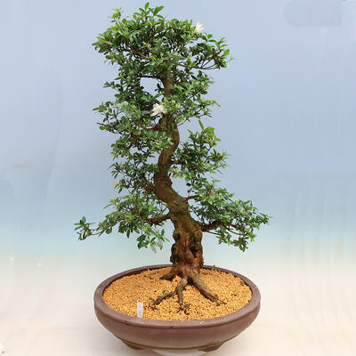 Outdoor bonsai - Japanese azalea SATSUKI- Azalea SHUSHUI - 3