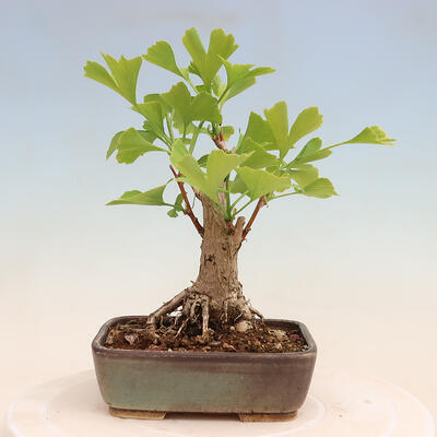 Outdoor bonsai - Ginkgo biloba - Ginkgo biloba - 3