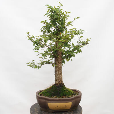 Outdoor bonsai-Ulmus Glabra-Hard Elm - 3