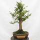 Outdoor bonsai-Ulmus Glabra-Hard Elm - 3/5