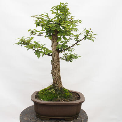 Outdoor bonsai-Ulmus Glabra-Hard Elm - 3