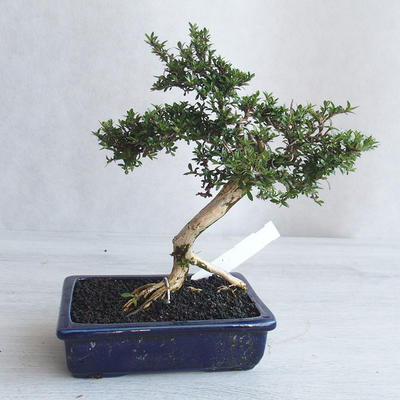 Indoor bonsai - Serissa japonica - small-leaved - 3
