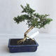 Indoor bonsai - Serissa japonica - small-leaved - 3/6