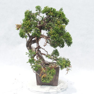 Outdoor bonsai - Juniperus sabina - Juniper - 3