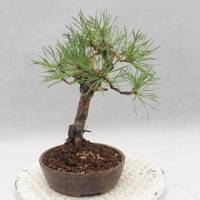 Outdoor bonsai - Pinus sylvestris - Scots pine - 3