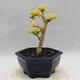 Indoor bonsai -Ligustrum Aurea - Bird's beak - 3/5