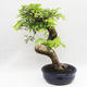 Indoor bonsai -Phyllanthus Niruri- Smuteň - 3/6