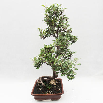 Indoor bonsai -Eleagnus - Hlošina - 3