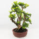 Indoor bonsai - Duranta erecta Aurea - 3/6